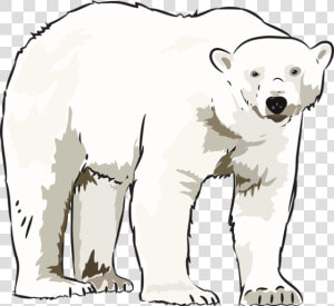 Art Polar Bear Kid Transparent Image Clipart   Clip Art Polar Bear  HD Png Download