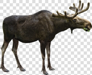 Moose Png Free Image Download   Moose Png  Transparent Png