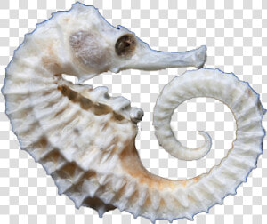 Seahorse For Sale  Seahorse For Sale Dubai  Seahorse   Argali  HD Png Download