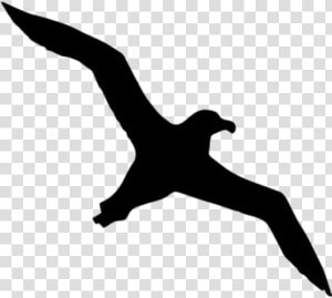 Albatross Silhouette  HD Png Download