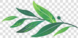 Leaves Png Transparent Image   Transparent Background Laurel Leaves Png  Png Download