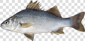 White Perch Vs Freshwater Drum  HD Png Download