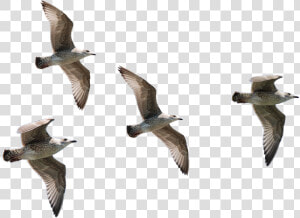 Seagulls Flying   Transparent Background Birds Flying Png  Png Download