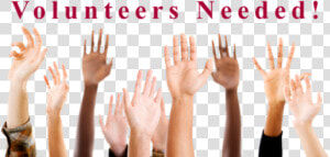 Volunteers To Represent A   Questions Student  HD Png Download