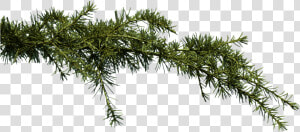 Pine Branches Png   Free Png Tree Branche  Transparent Png