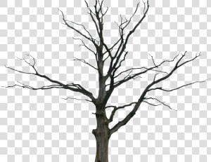 Cartoon Dead Trees   Dead Tree Png  Transparent Png