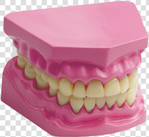 Transparent Human Teeth Png   Science Edu Toys Giant Dental Care Model  Png Download