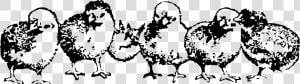 Baby Chickens Clipart Black  amp  White  HD Png Download