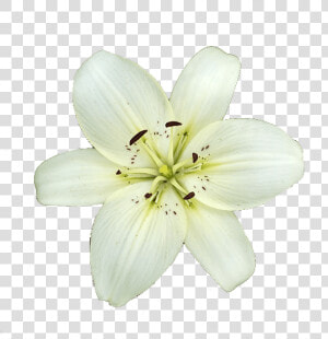 White Lily Flower   White Lily Flower Transparent  HD Png Download