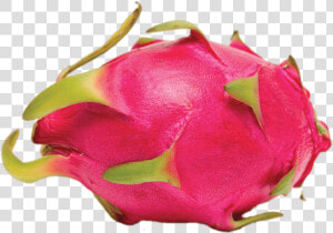 Whole Dragon Fruit   Dragon Fruit  HD Png Download