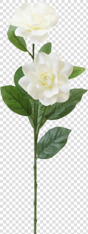 Gardenia Png  Transparent Png