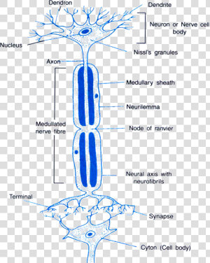 Control And Coordination   Happens At The Synapse Between Two Neurons  HD Png Download