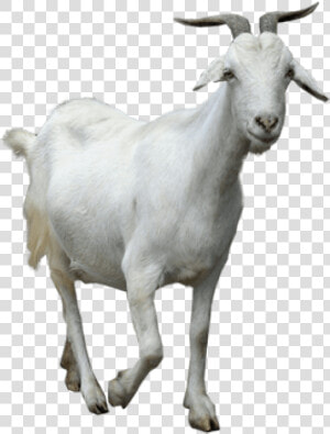 Free Png Goat Png Images Transparent   Young Thug Goat Meme  Png Download