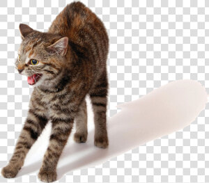 Angry Cat Png Photo   He Protec He Attac Cat Meme  Transparent Png