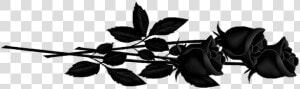  black  rose  rosa  blackrose  freetoedit   Red Roses Page Divider Png  Transparent Png