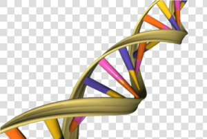 Aged Dna May Activate Genes Differently   Helix In Real Life  HD Png Download