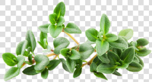 Thyme Png  Transparent Png