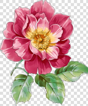 Transparent Botanical Clipart   Paintings Of Flower Peony  HD Png Download