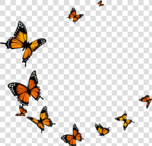 Butterfly Fly Png Download   Flying Butterfly Transparent Background  Png Download