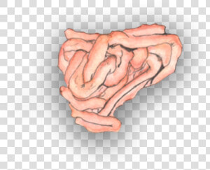 Small Intestine   Tongue  HD Png Download