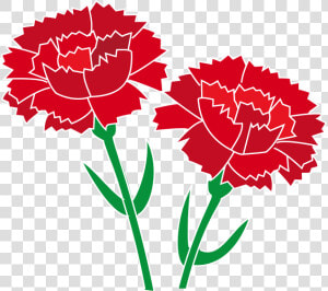 Transparent Carnation Png   Carnation Clipart  Png Download