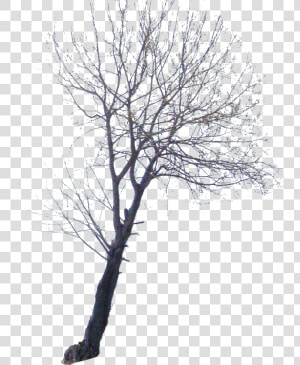 Arbre Png  Transparent Png