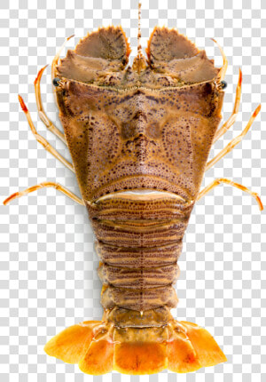 Slipper Lobster  HD Png Download