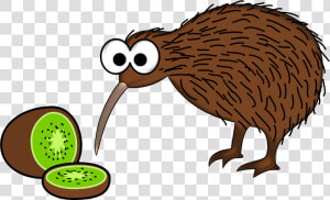 Kiwi Bird Png Clipart   Kiwi Bird Png  Transparent Png