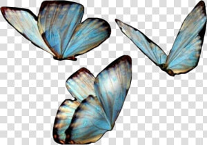  butterfies  butterfly  butterflywings  blue  freetoedit   Transparent Background Butterfly Png  Png Download