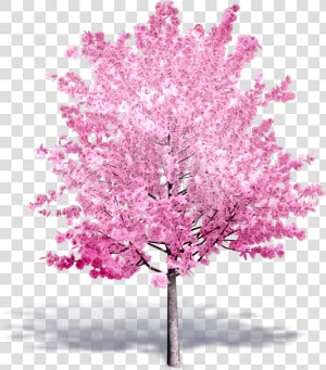 Transparent Cherry Blossom Tree Png   Cherry Blossom Tree 3d  Png Download