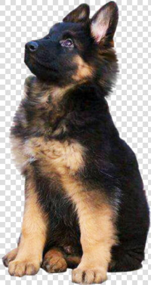 German Shepherd Png   German Shepherd Dog Jati  Transparent Png