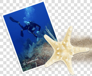 Underwater  HD Png Download