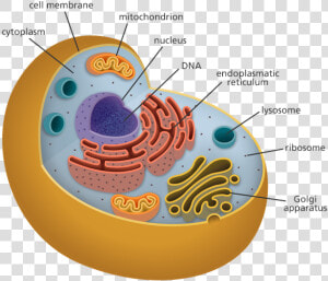 Human Cell Png   Organelles Biology  Transparent Png