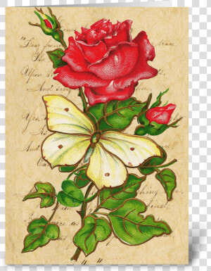 Vintage Rose  amp  Butterfly Greeting Card   Hybrid Tea Rose  HD Png Download