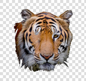 Transparent Tiger Scratch Png   Tiger Face Editing Png  Png Download