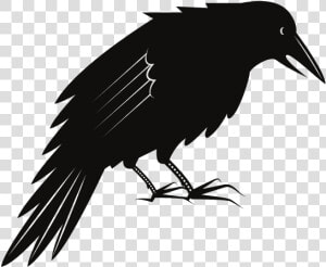 Black Crow Bird   Black Crow  HD Png Download