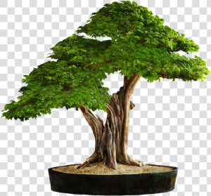 Transparent Arbre Png   Bonsai Tree Transparent Background  Png Download