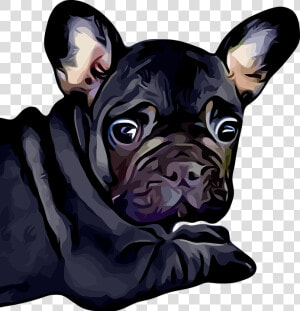 French Bulldog  Dog  Puppy  Baby  Bulldog  Black  Cute   Baby Black French Bull Dogs  HD Png Download