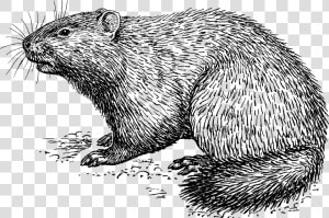 Woodchuck 1425   Drawing Of A Woodchuck  HD Png Download