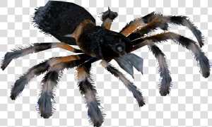 Png Tarantula  Transparent Png