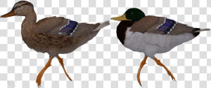 Transparent Flying Mallard Duck Clipart   Mallard  HD Png Download