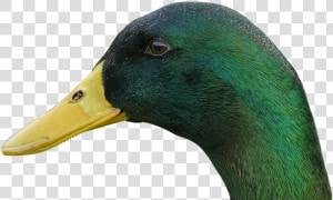 Duck  Drake  Bill  Bird  Water Bird  Animal  Duck Bird   Mallard  HD Png Download