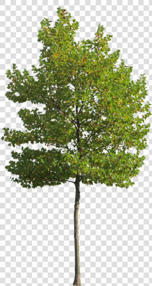 Cutout Trees   Png Download   Transparent Background Small Tree Png  Png Download