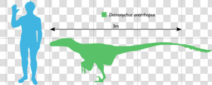 Deinonychus Compared To Human  HD Png Download