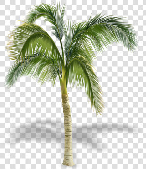 Transparent Palm Tree Free Clipart   Palm Trees In Elevation  HD Png Download