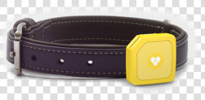 Tips On Where To Buy The Most Reliable Gps Dog Collar   Strap  HD Png Download