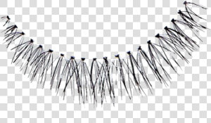 Eyelash Extensions  HD Png Download