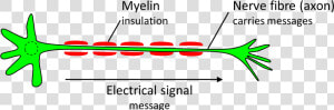 Nerve Cell Diagram   Myelin Png  Transparent Png