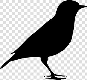 Silhouette  Bird  Nature  From The Side  Sitting   Black Bird Png  Transparent Png