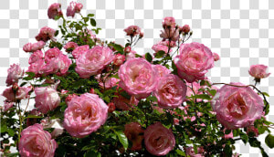 Roses  Pink  Bush  Flowers  Garden  Nature  Plant   Transparent Background Rose Bush Png  Png Download